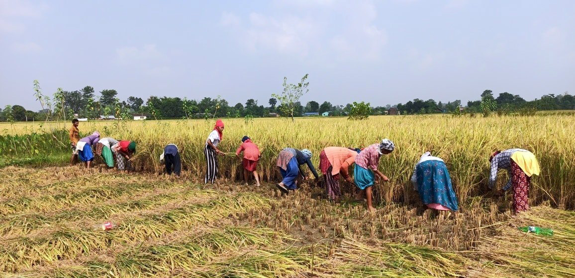 कञ्चनपुरका किसान धान भित्र्याउनमा व्यस्त ,गत वर्षभन्दा यस वर्ष धानको उत्पादनमा २५&hellip;
