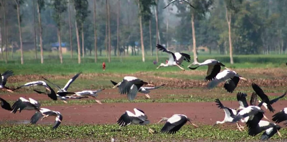 चराको स्वर्ग पुरैनी ताल