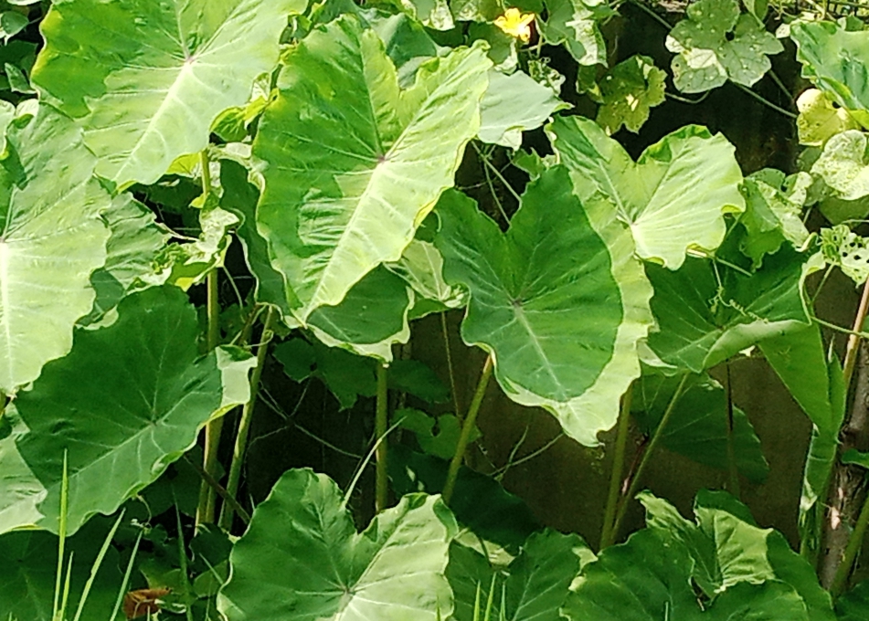 सुदूरपश्चिममा ओल्के पर्व मनाइँदै
